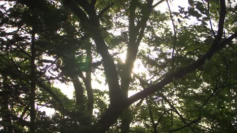 Sunlight-Shining-Through-Branches