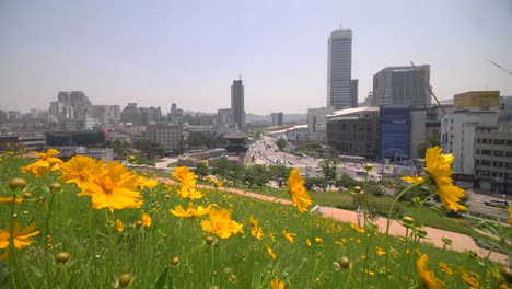 Yellow-Daisies-and-Seoul-City