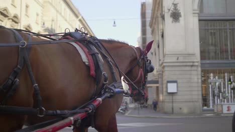 Horse-Drawn-Carriage-in-Rome