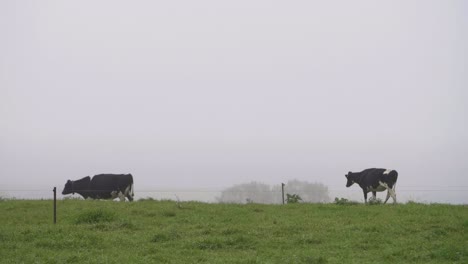 Slow-Motion-Of-Cows-Grazing