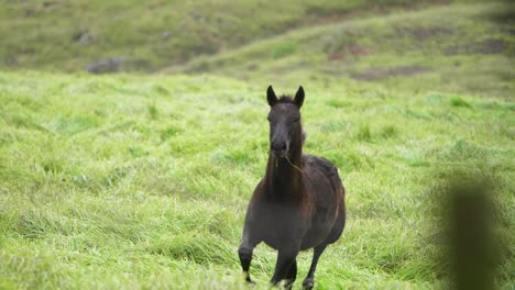 Foal-Galloping-In-Slow-Motion