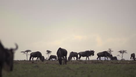 Wildebeest-on-African-Plains