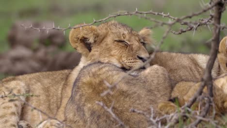 Löwenjunges-Schläft-Im-Afrikanischen-Gestrüpp