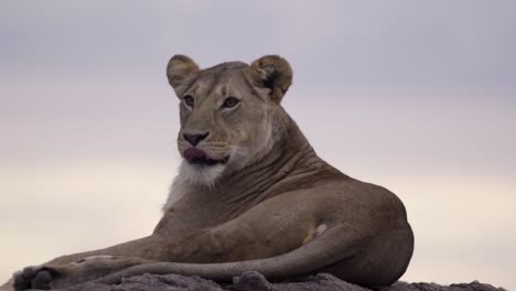 Lioness-Resting-on-Rock-04