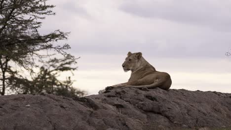Lioness-Resting-on-Rock-05
