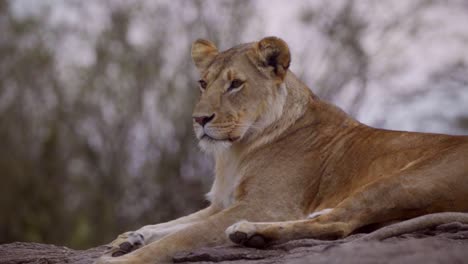 Lioness-Resting-on-Rock-07