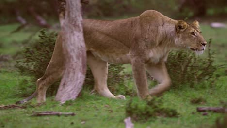 Lioness-Prowling-03