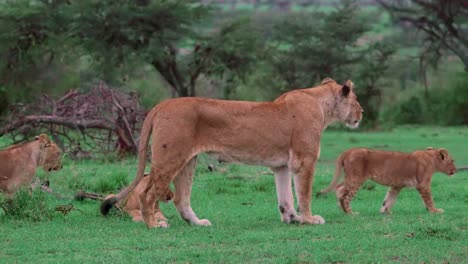 Lioness-Walking-With-Cubs