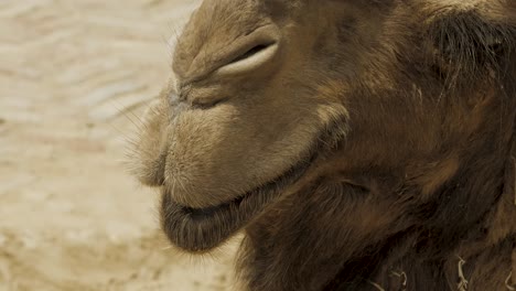 Camel-Mouth-CU