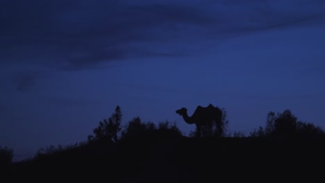 Silhouetted-Camel-on-Ridge