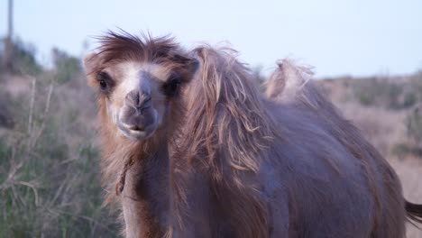 Joven-camello-bactriano