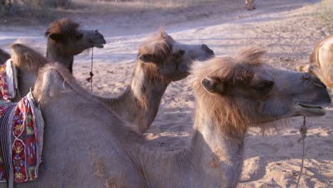 Camels-in-a-Row
