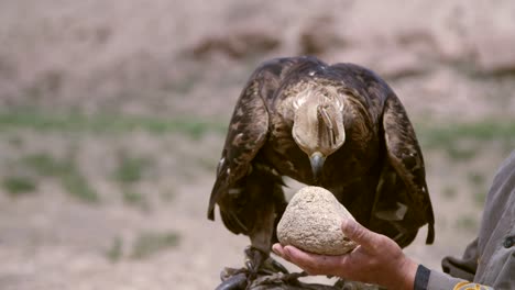 Golden-Eagle-Cleaning-Beak