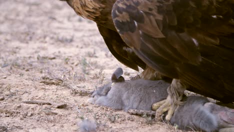 Golden-Eagle-With-Prey