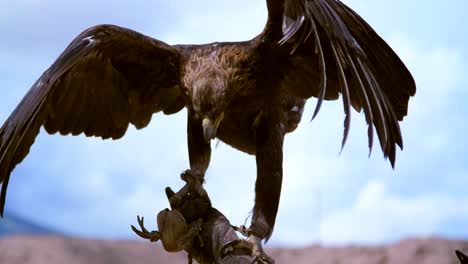 Eagle-Hunter-Holding-up-Eagle