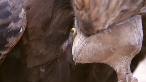 Golden-Eagle-Grooming