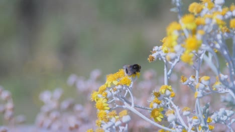 Bumble-Bee-Gathering-Nectar