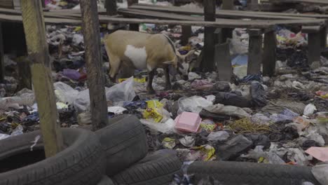 Ziege-Auf-Müll-Nigeria-02