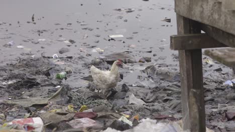 Chicken-on-Rubbish-Nigeria-