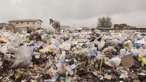 Caballo-sobre-la-pila-de-basura-Nigeria-11