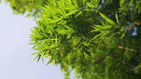 Zu-Bambusblättern-Aufschauen