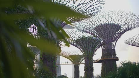 Supertrees-Singapur-01