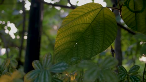 Tropical-Leaf-in-Sunlight