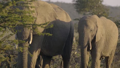Herd-of-Elephants-in-Kenyan-Reserve
