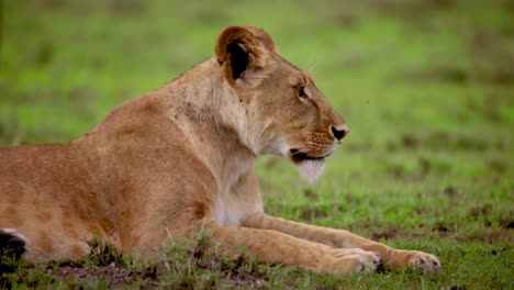 Lioness-Looking-Towards-Camera
