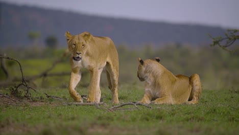 Lioness-Walking-Towards-Camera