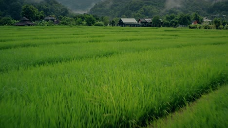 Flying-Over-Rice-Paddies-01