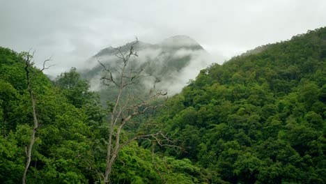 Rain-Forest-Canopy