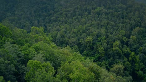 Mountainous-Jungle-Treetops