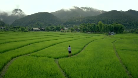 Man-Walks-Through-Rice-Fields