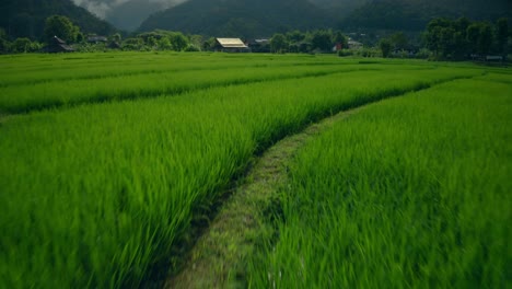 Flying-Over-Rice-Paddies-02