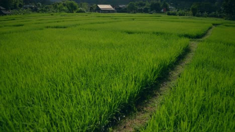 Rice-Paddies-in-Thailand-02