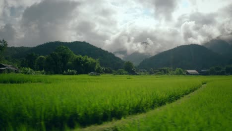 Rice-Paddy-Fields-in-Thailand