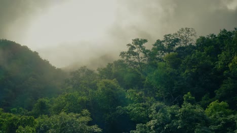 Misty-Jungle-Canopy
