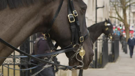 Close-Up-of-Horse-From-The-Household-Cavalry-At-Whitehall
