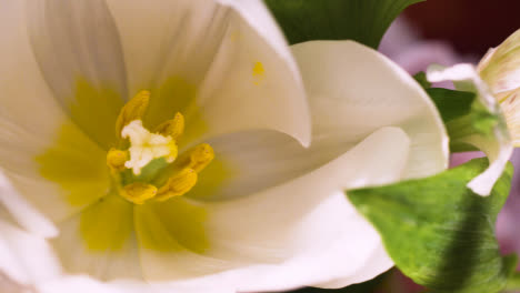 Panning-Across-White-Lilies-01