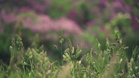 Grass-sways-in-the-wind,-changing-focus-on-the-lilac-bushes