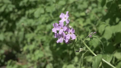Purple-Flower-in-Nature