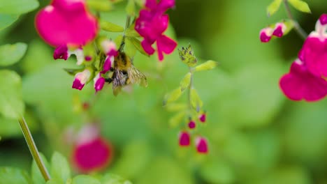 Bumblebee-Pollinating-Flowers-Close-Up