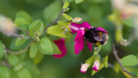 Close-Up-Bumblebee-Pollinating-Flowers