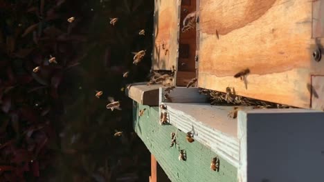 Bees-entering-and-exiting-bee-hive-in-slow-motion.