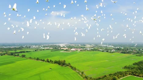 storks-flying-past-camera-over-rice-field