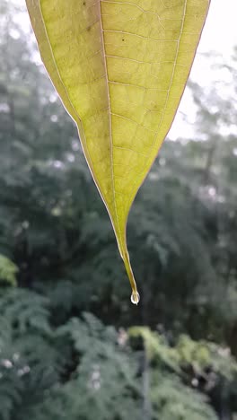 Rain-Water-droplets-drippling-from-leaf-closeup-shot