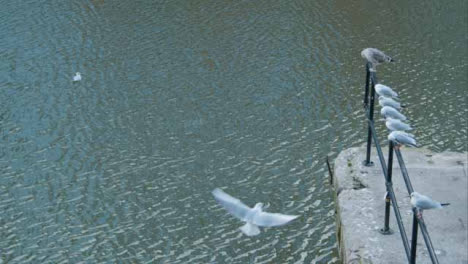 High-Angle-Shot-of-Seagulls-In-River-and-Perched-On-Railing-In-Bristol-