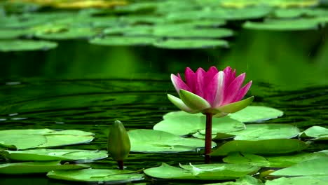 A-beautyful-Lotus-in-river-water.