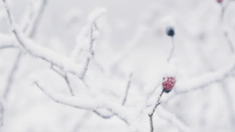 Extreme-Close-Up-Shot-of-Snow-Covered-Branch-In-Woodland